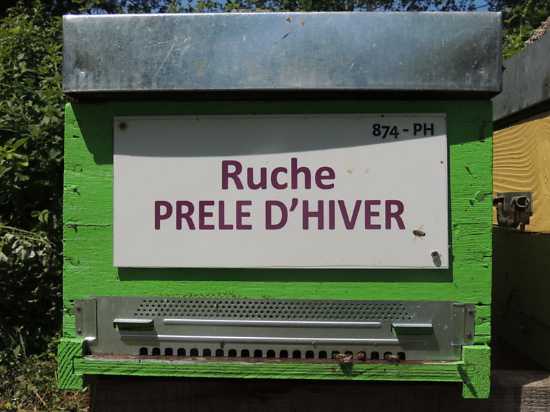 La ruche Prêle d hiver