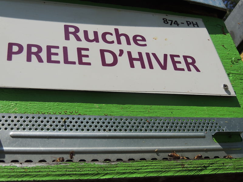 La ruche Prêle d hiver
