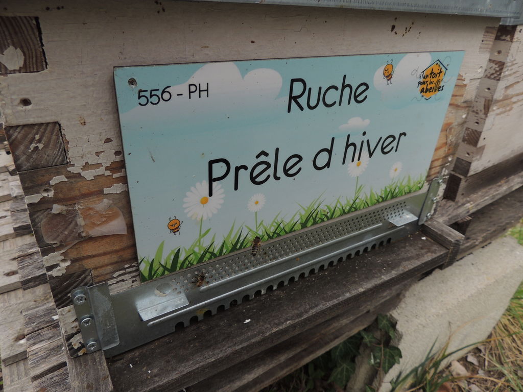 La ruche Prêle d hiver