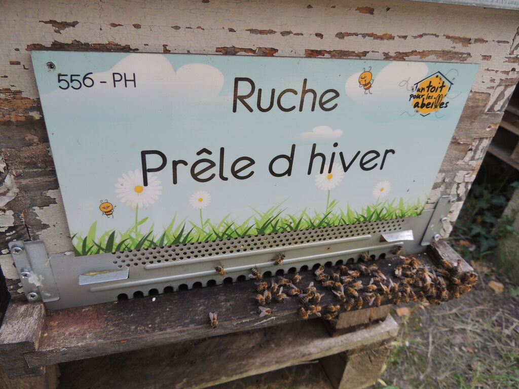 La ruche Prêle d hiver