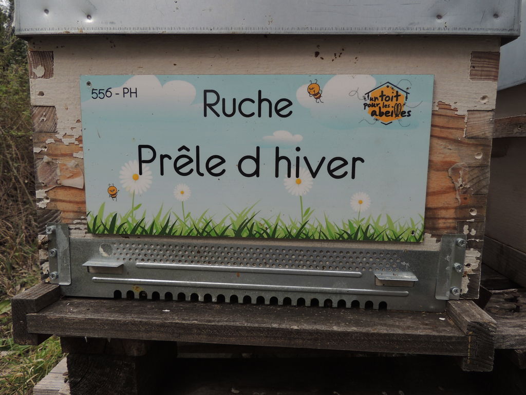 La ruche Prêle d hiver