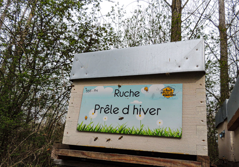 La ruche Prêle d hiver