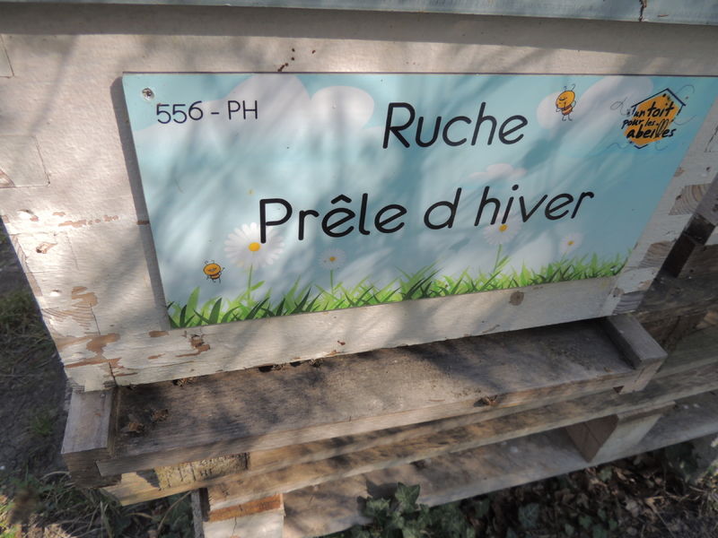 La ruche Prêle d hiver