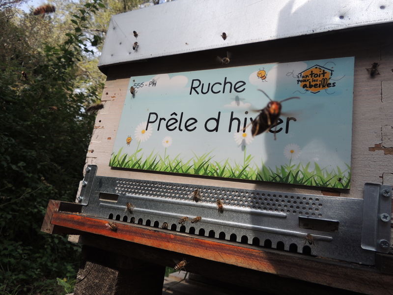 La ruche Prêle d hiver
