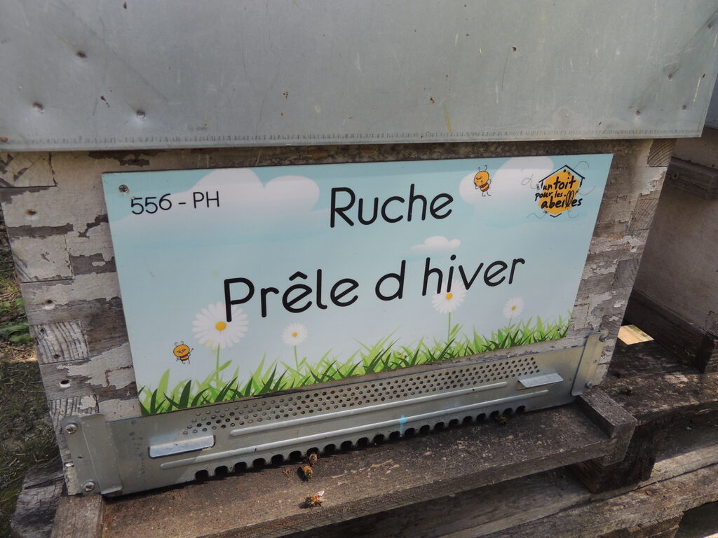 La ruche Prêle d hiver
