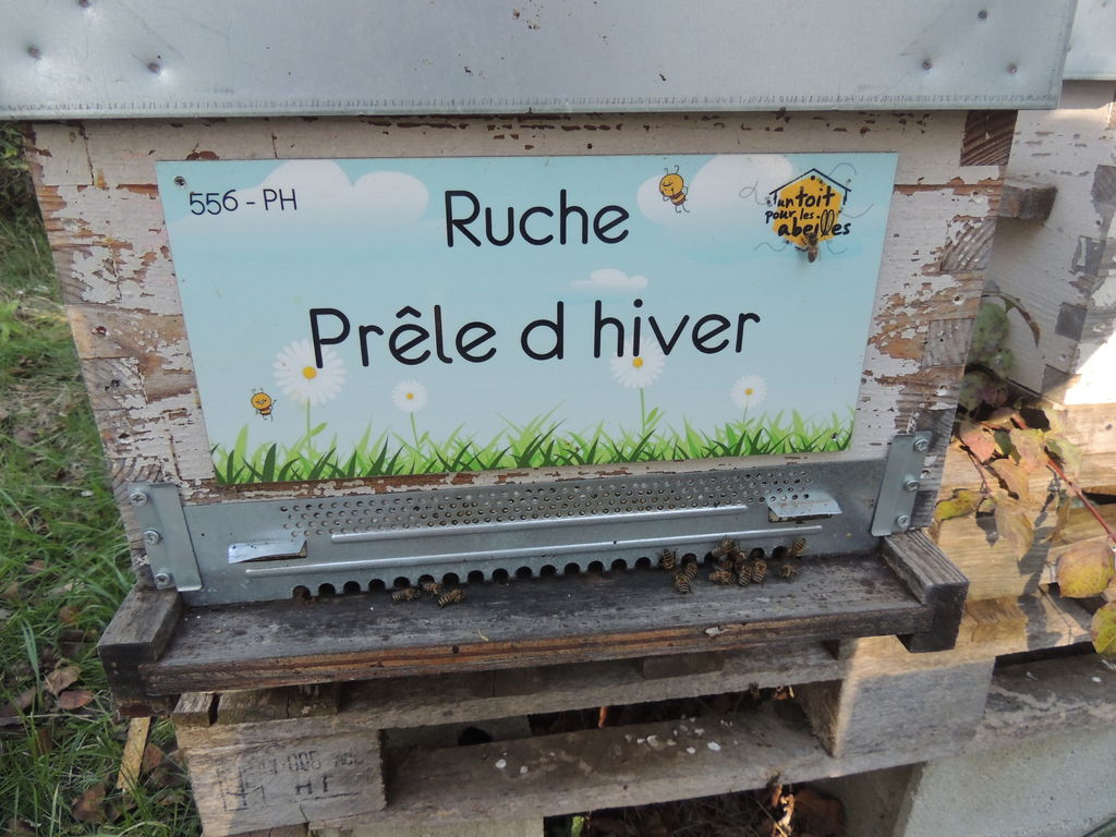 La ruche Prêle d hiver