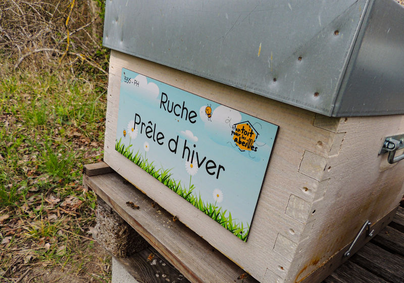 La ruche Prêle d hiver