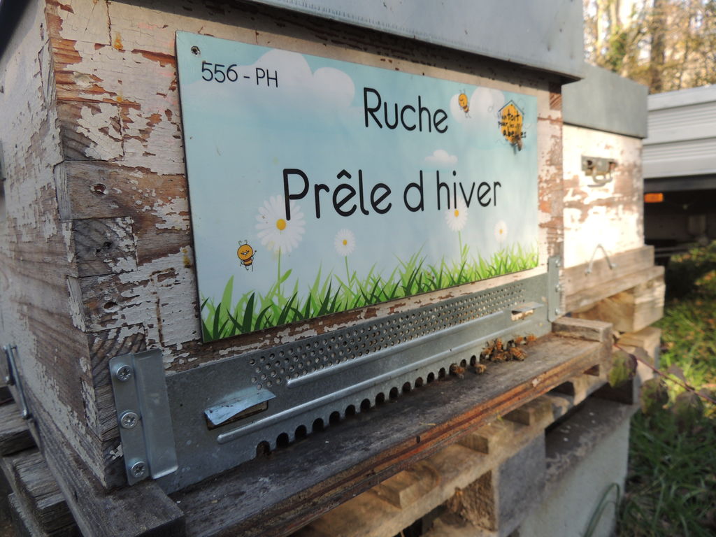 La ruche Prêle d hiver