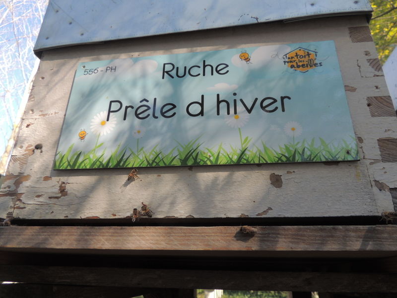 La ruche Prêle d hiver