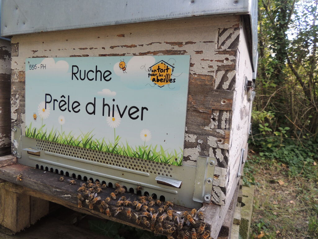 La ruche Prêle d hiver