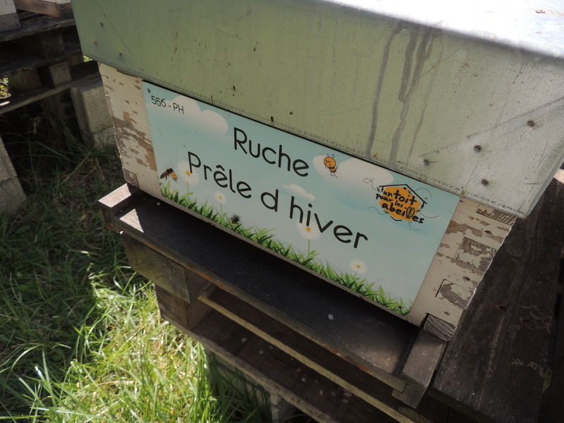 La ruche Prêle d hiver