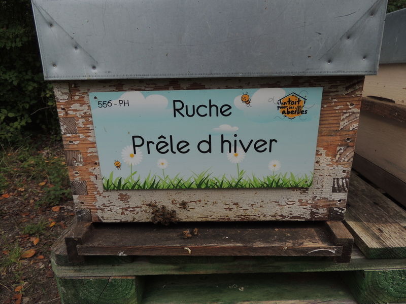 La ruche Prêle d hiver