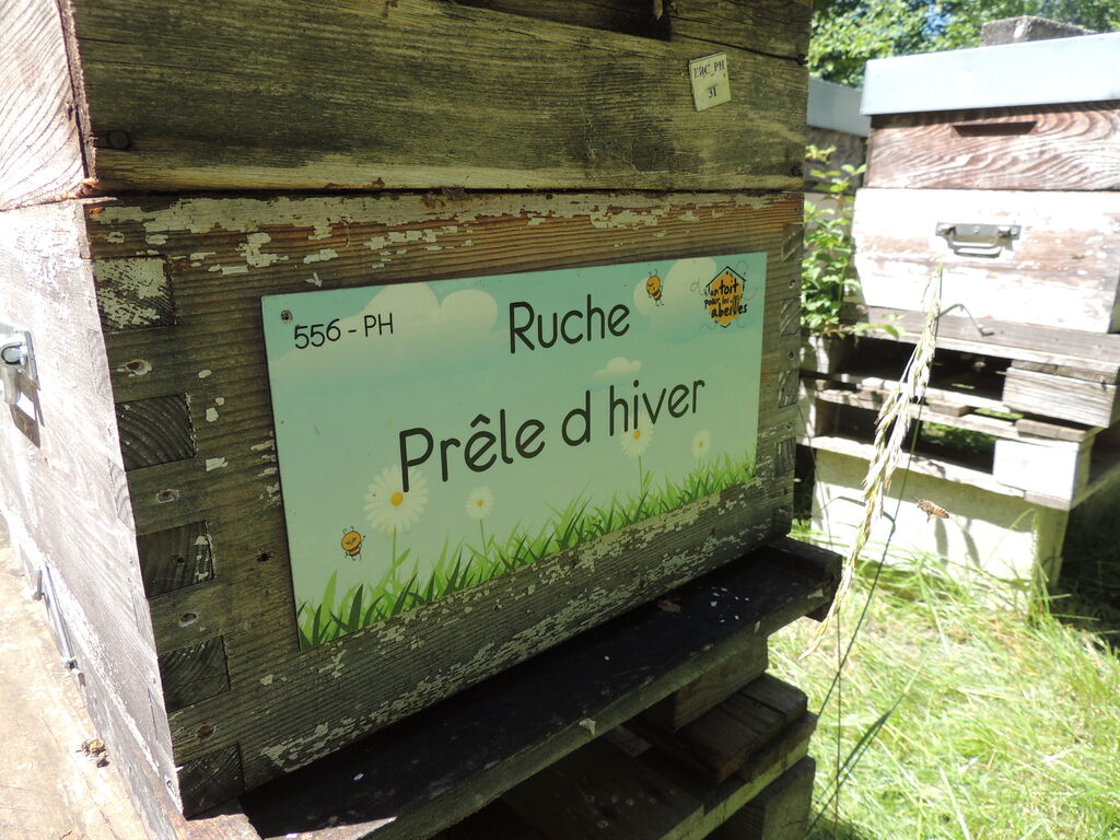 La ruche Prêle d hiver