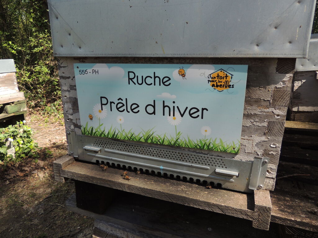 La ruche Prêle d hiver