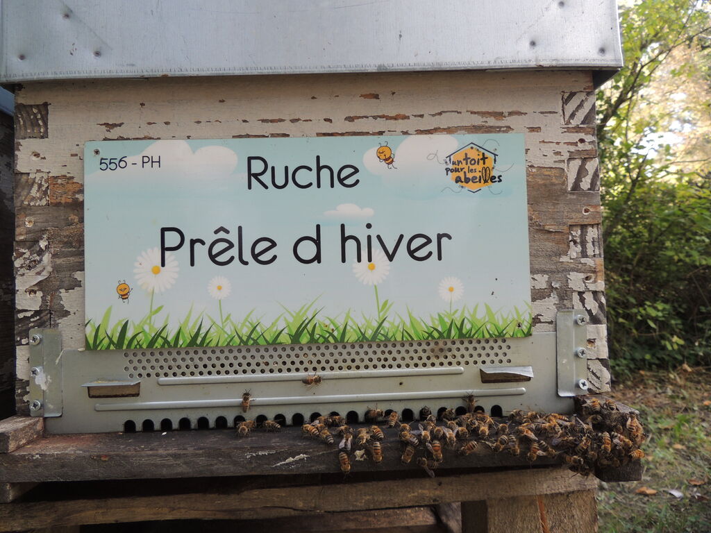 La ruche Prêle d hiver