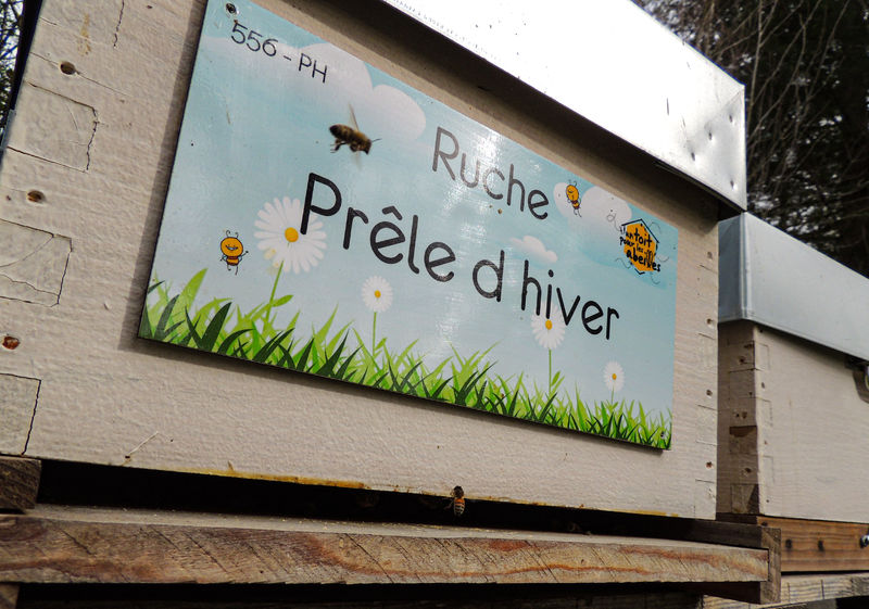 La ruche Prêle d hiver