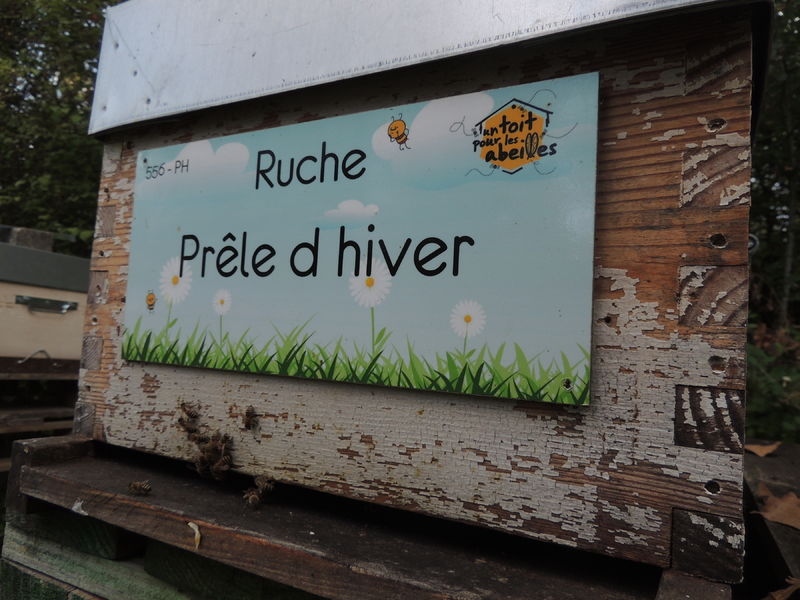 La ruche Prêle d hiver
