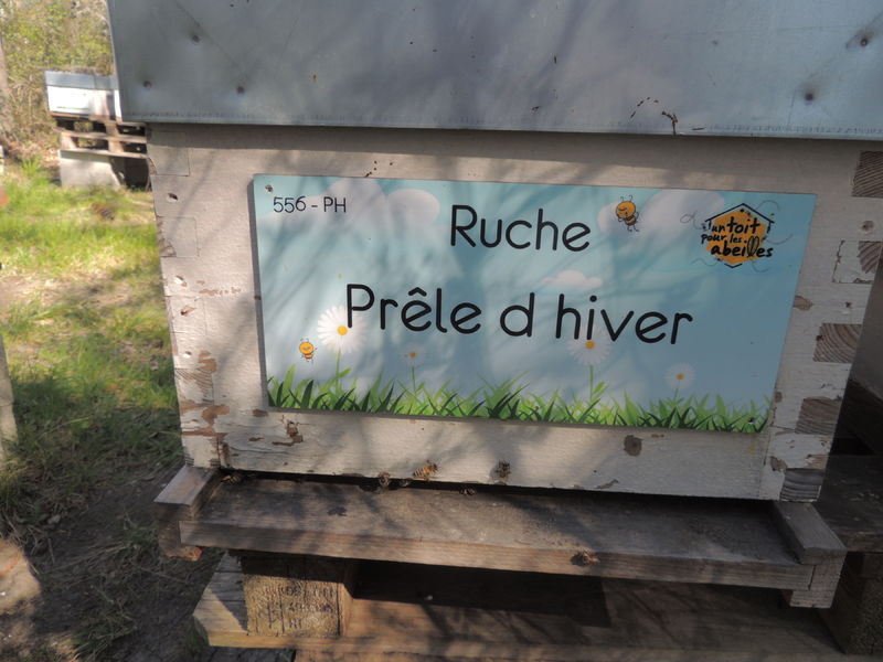 La ruche Prêle d hiver