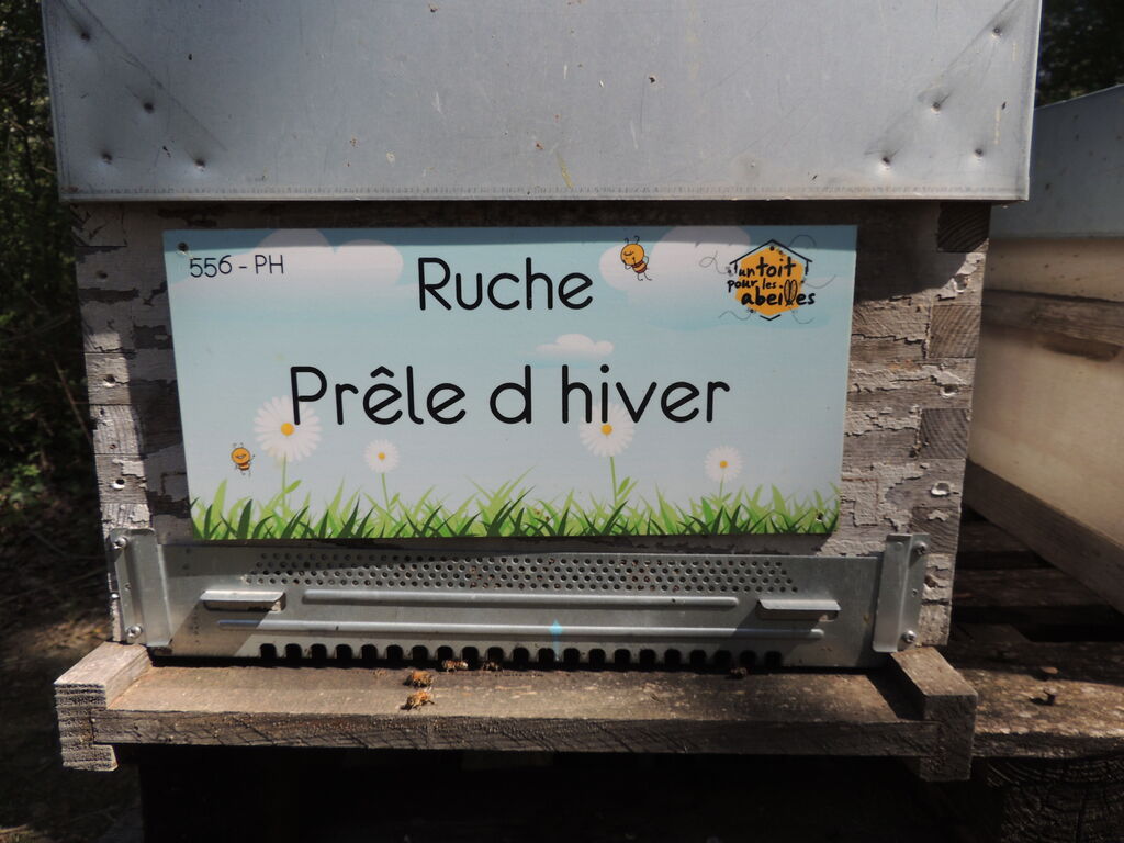 La ruche Prêle d hiver
