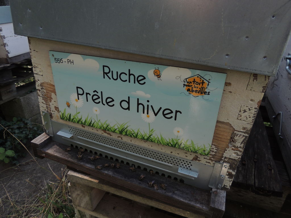 La ruche Prêle d hiver