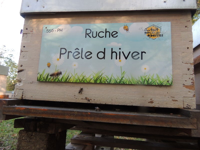 La ruche 