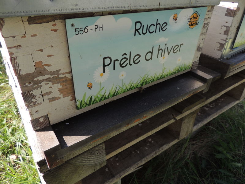 La ruche Prêle d hiver
