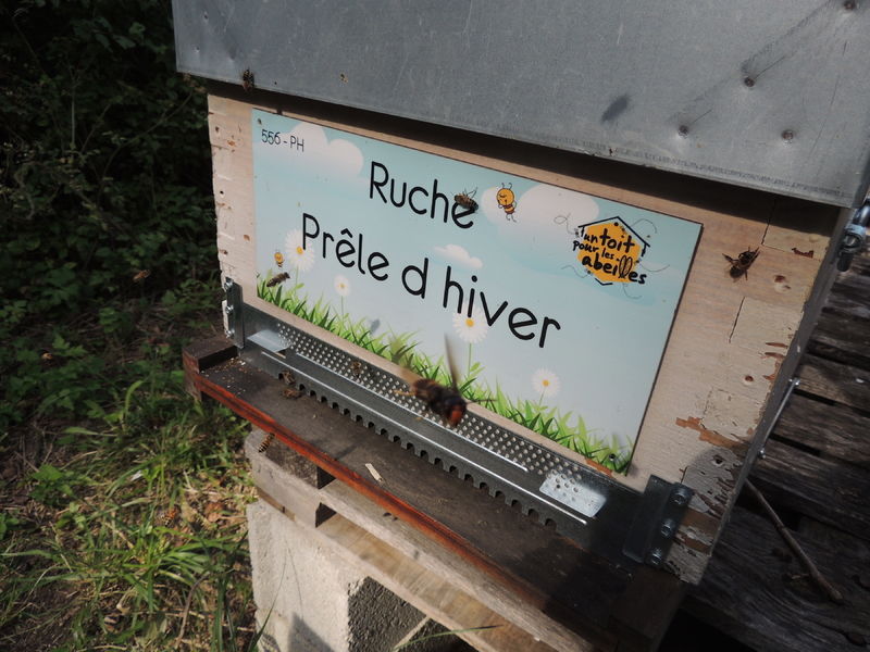 La ruche Prêle d hiver