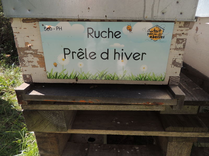 La ruche Prêle d hiver