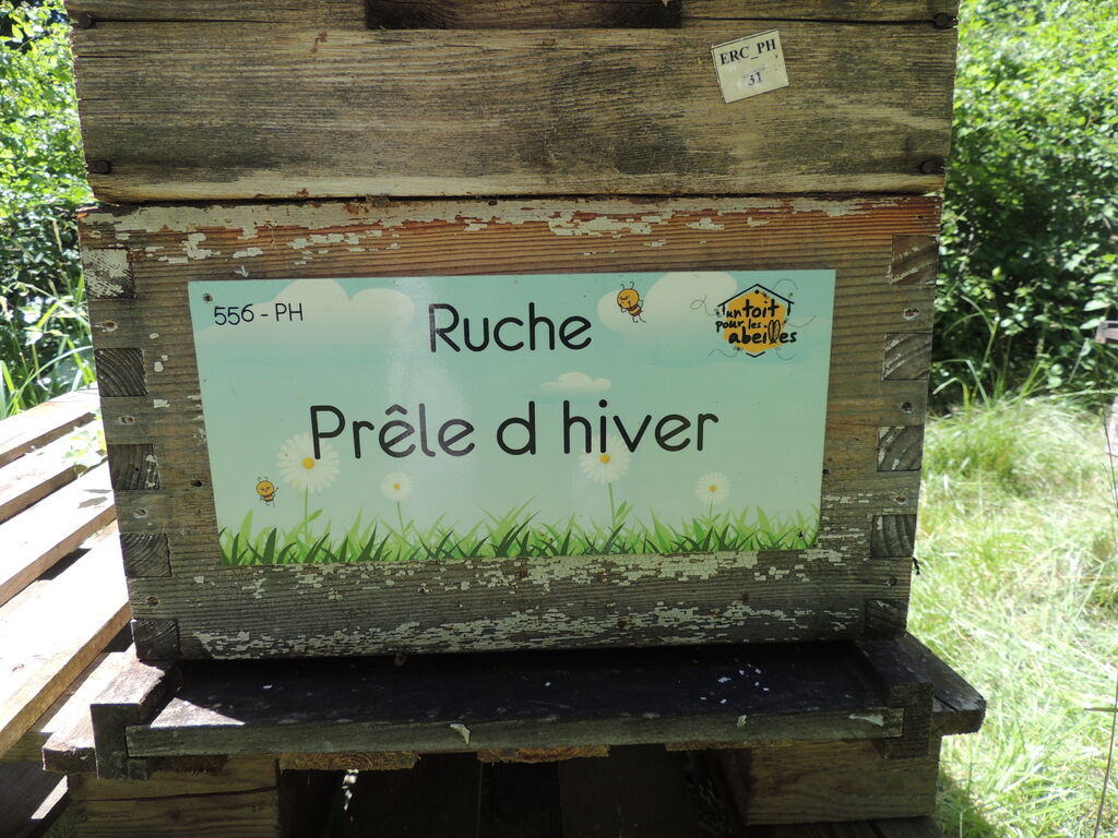 La ruche Prêle d hiver