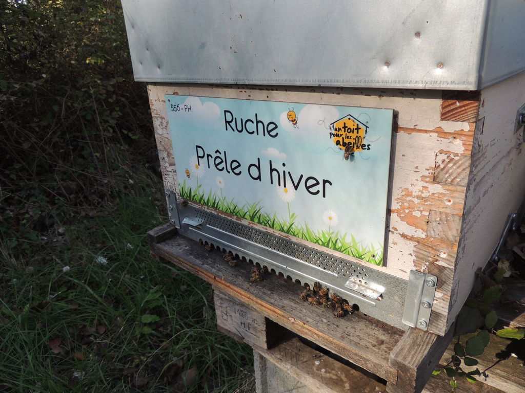 La ruche Prêle d hiver