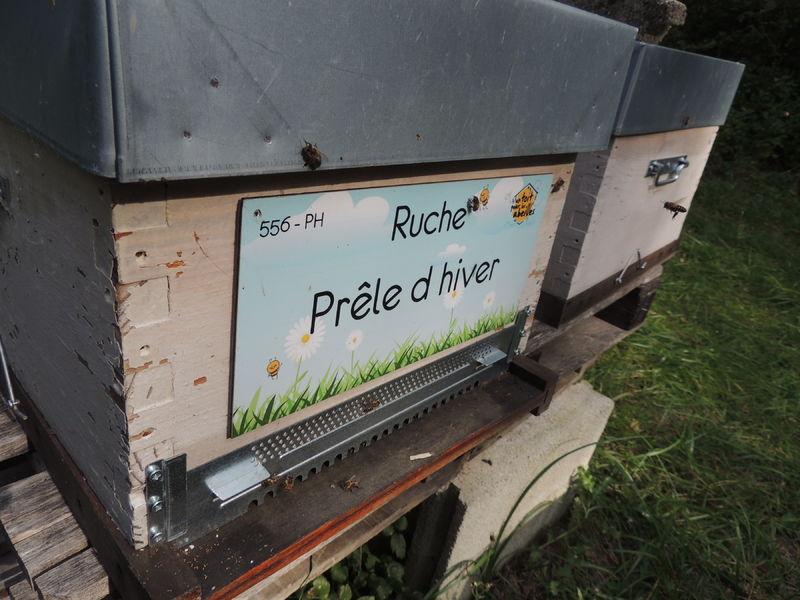 La ruche Prêle d hiver