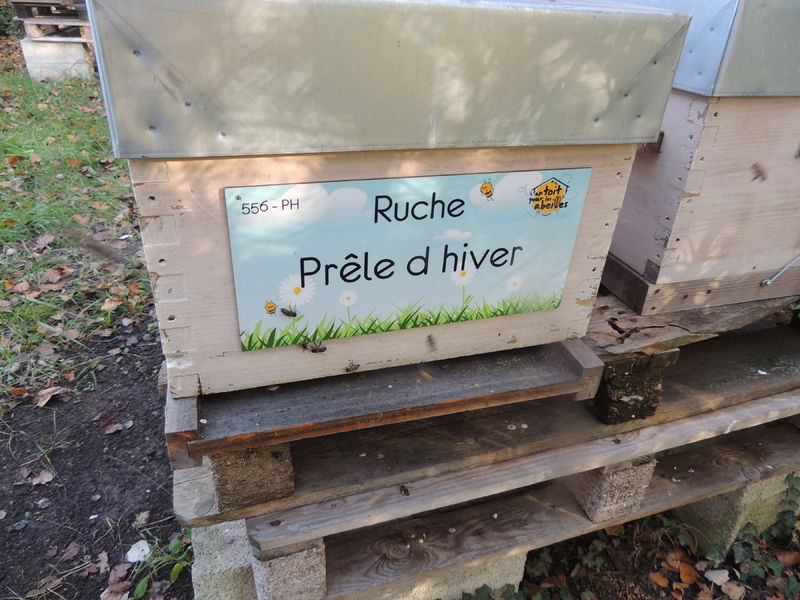 La ruche Prêle d hiver