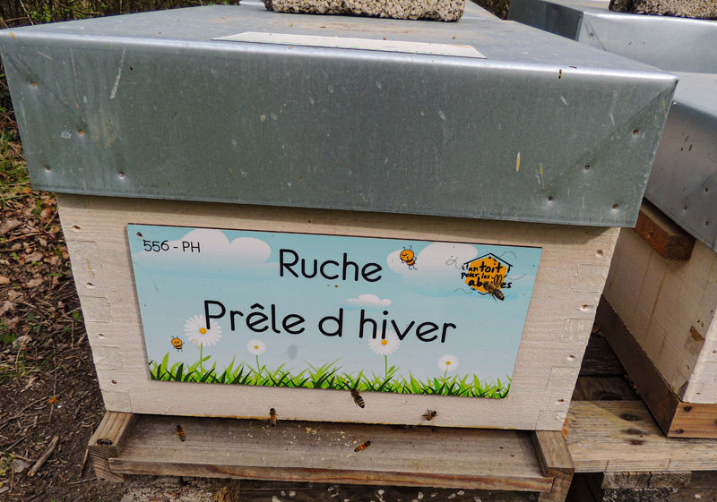 La ruche Prêle d hiver
