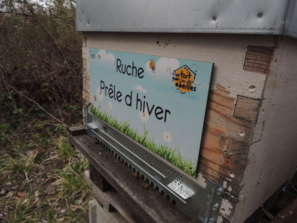 La ruche Prêle d hiver