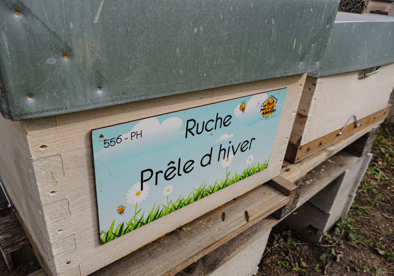 La ruche Prêle d hiver