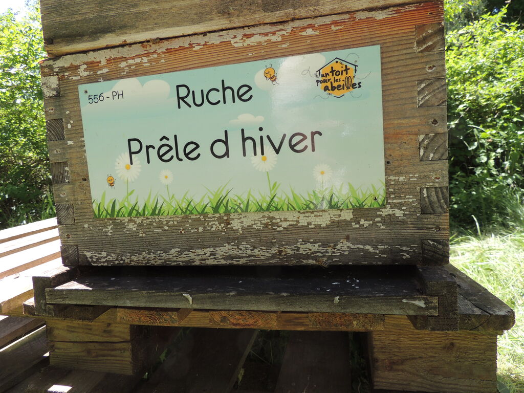La ruche Prêle d hiver