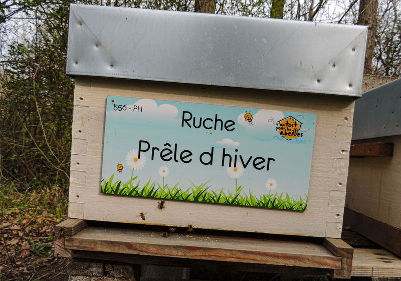 La ruche Prêle d hiver