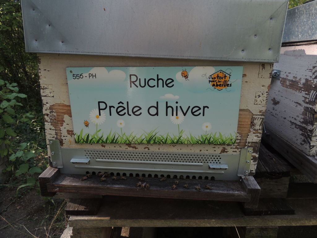 La ruche Prêle d hiver