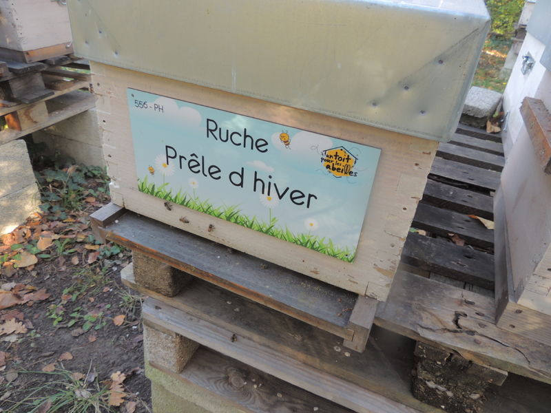 La ruche Prêle d hiver