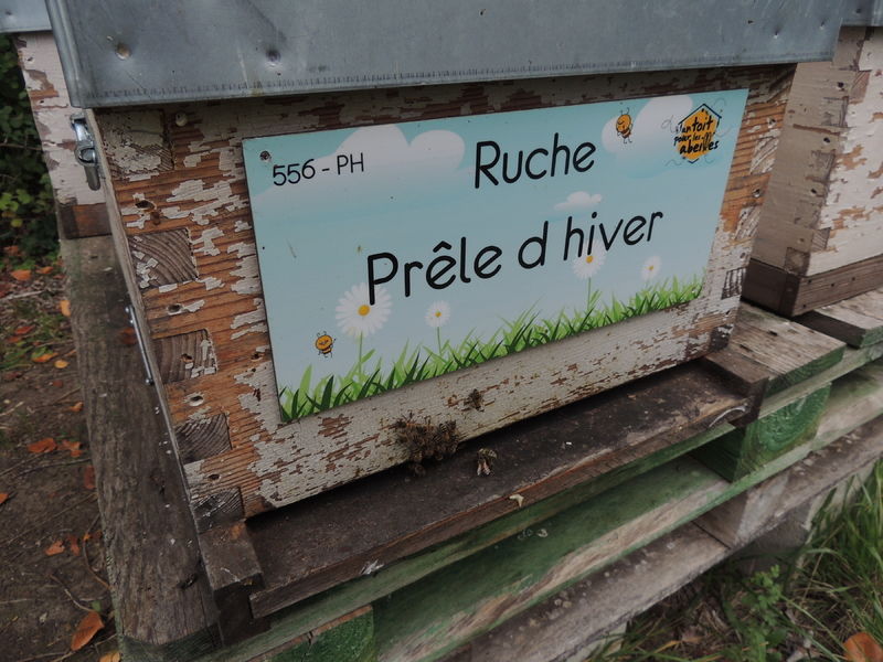 La ruche Prêle d hiver