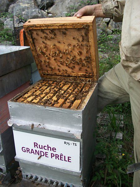 La ruche Grande prêle