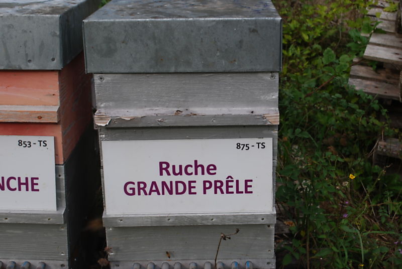 La ruche Grande prêle