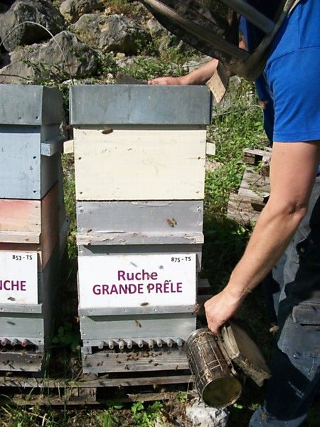 La ruche Grande prêle
