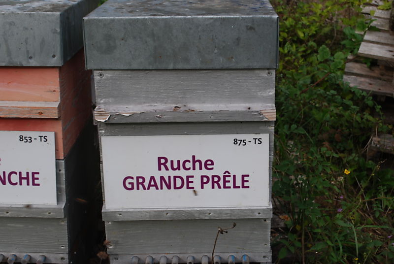 La ruche Grande prêle