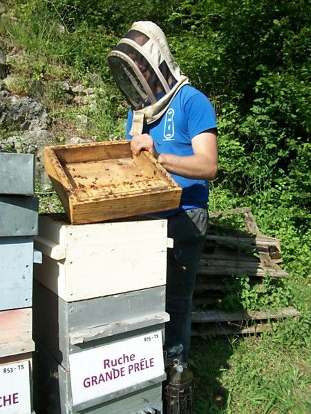 La ruche Grande prêle