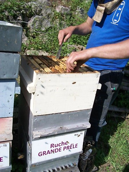 La ruche Grande prêle