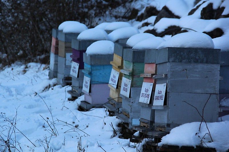 La ruche Grande prêle