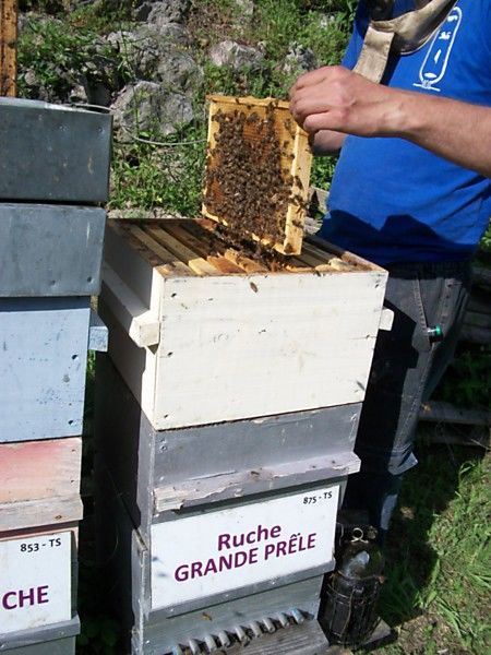 La ruche Grande prêle