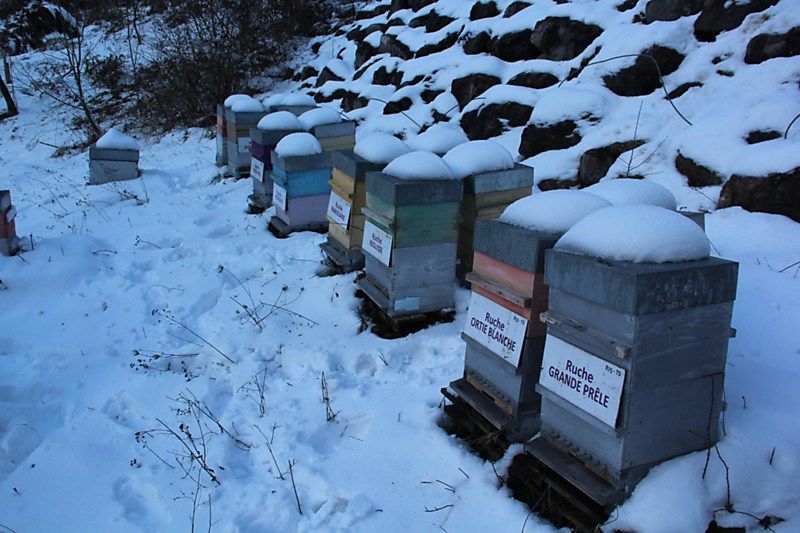 La ruche Grande prêle