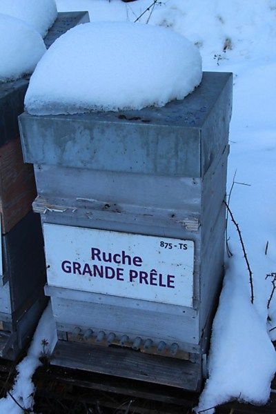 La ruche Grande prêle